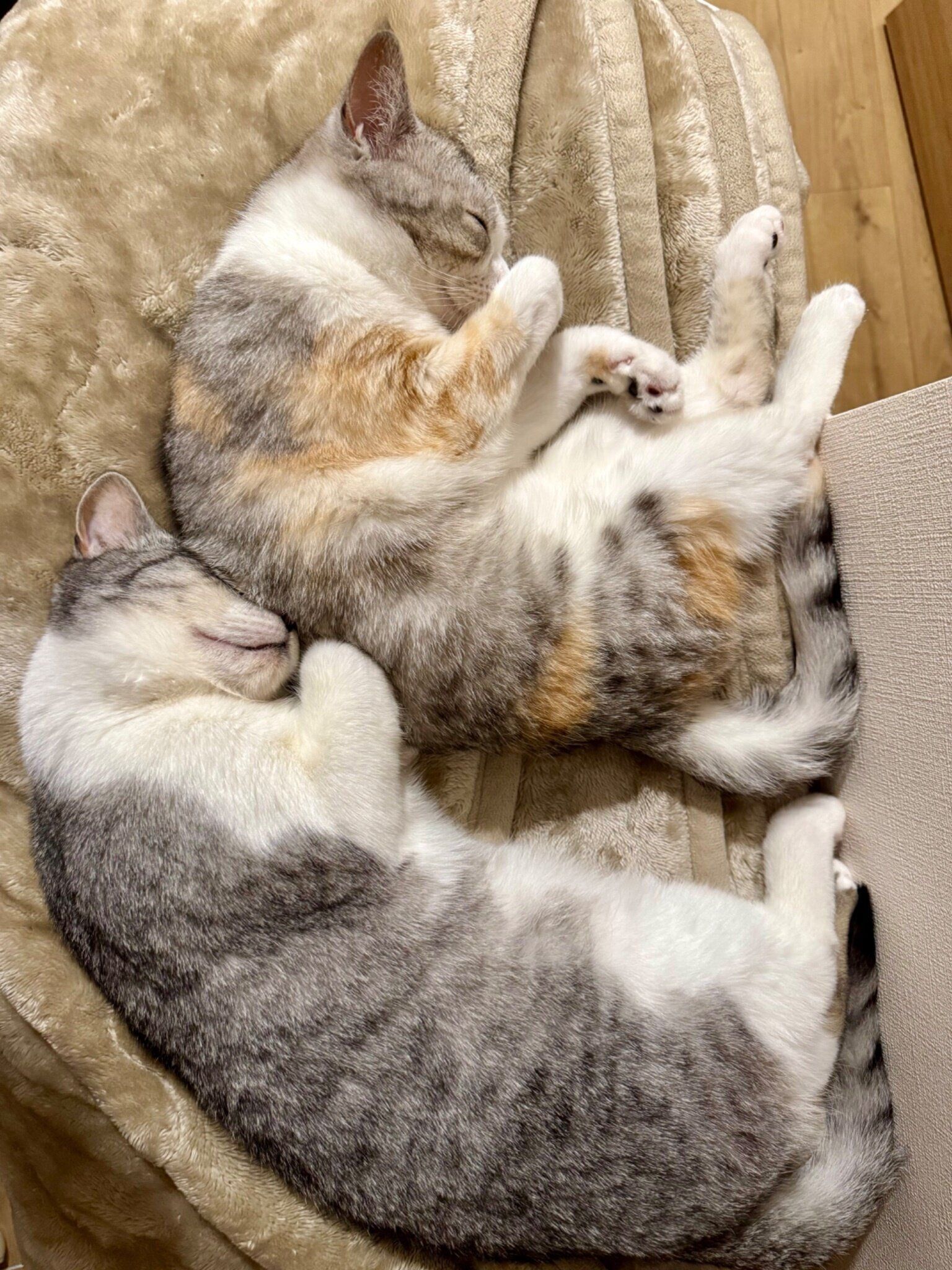 くっついて眠る春陽くん、彩春ちゃん