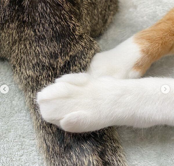 ナツくんのしっぽを押さえつけるチャチャくん