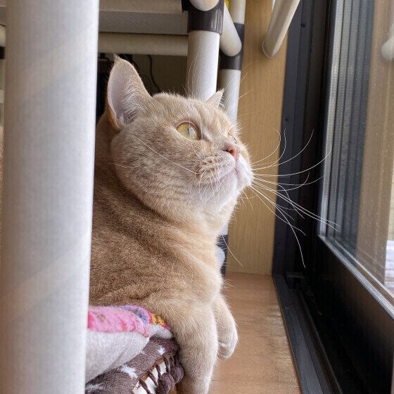 窓の外を見つめるスコティッシュフォールド