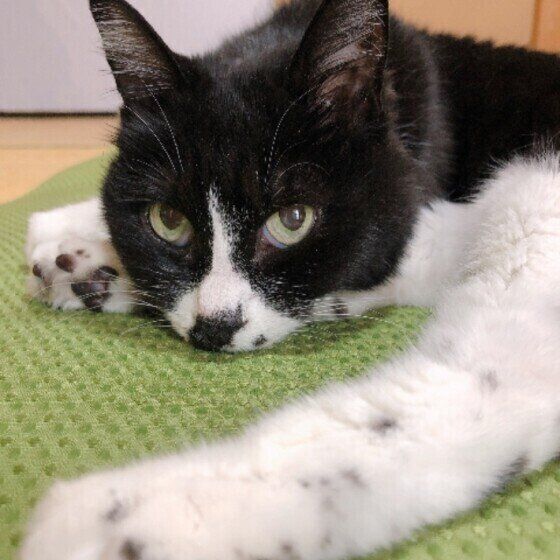 上目遣いをする17歳のジジちゃん