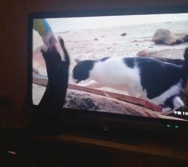 テレビを見つめる黒猫