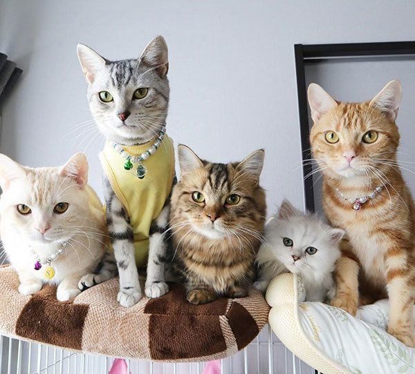 並ぶアメリカンショートヘア