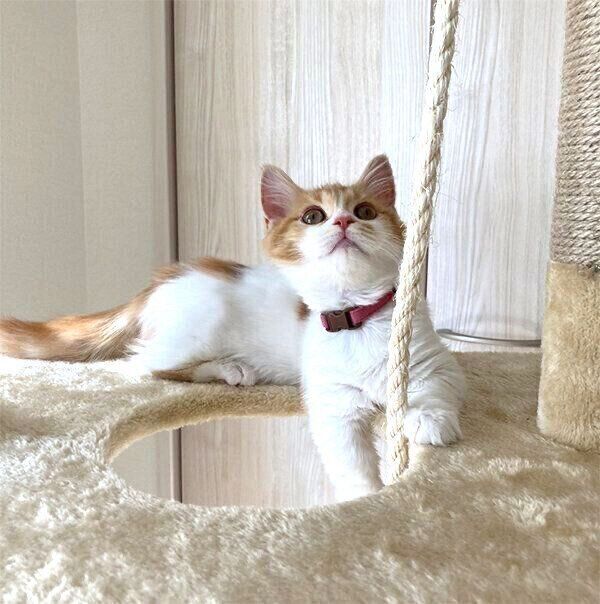 まったりするメープルちゃん