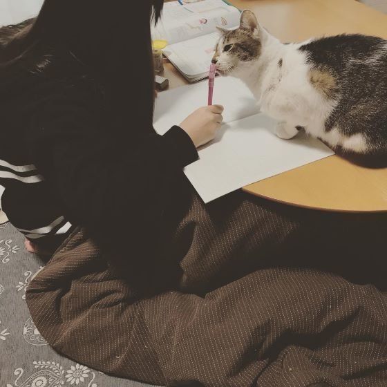 飼い主さんの宿題を見守る猫