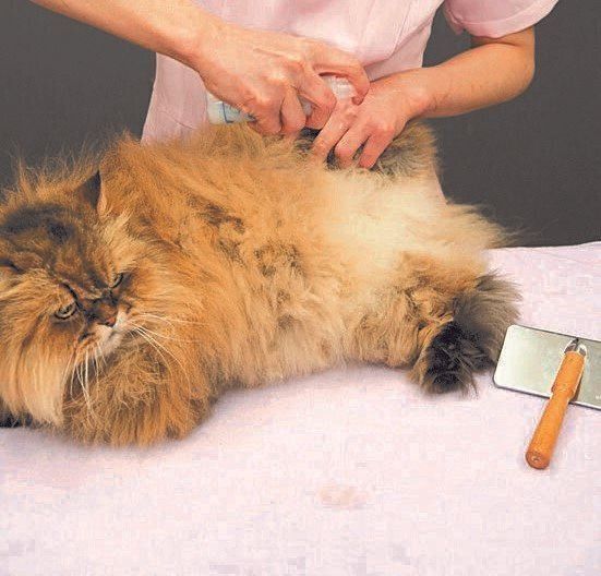 撮影／中川文作