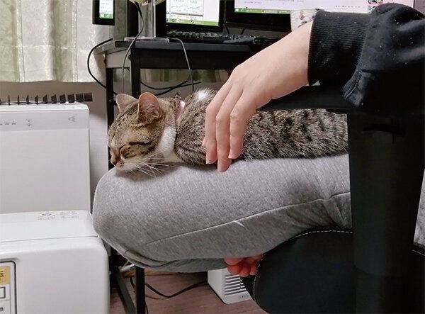 膝の上で眠るもかちゃん