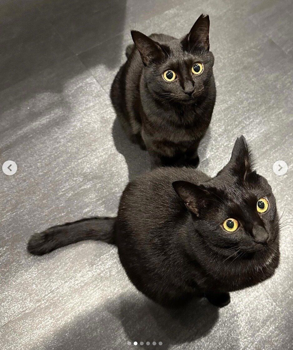 オスワリをするルアちゃん、ネロちゃん