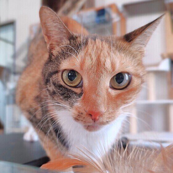 Mix（ミケ）の鈴ちゃん♪