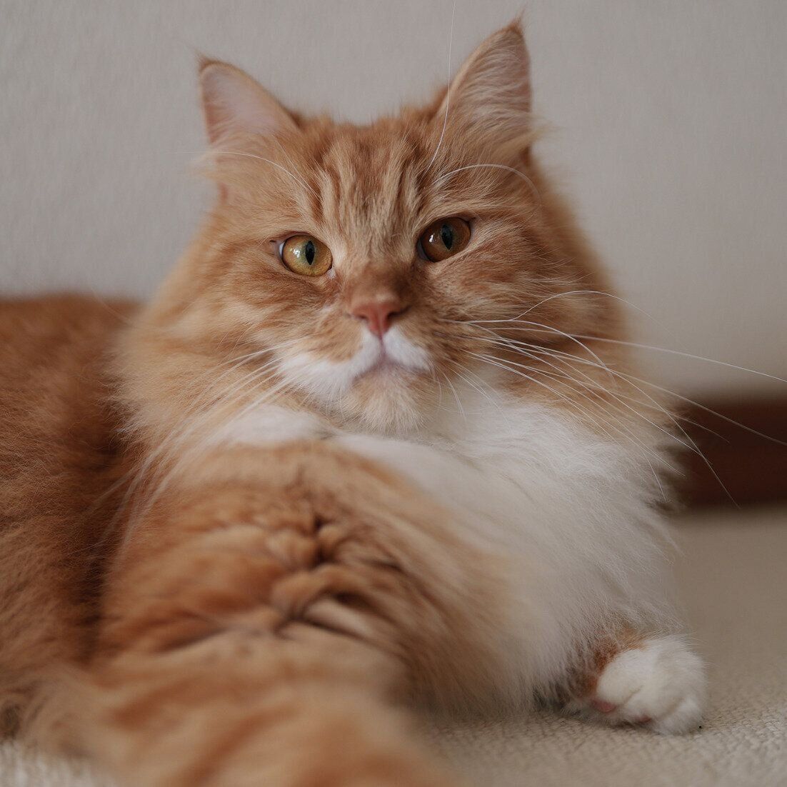 キリッとした表情をするむぎくん。