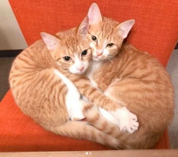 ぎゅっと抱き合うむぎちゃん、みそちゃん