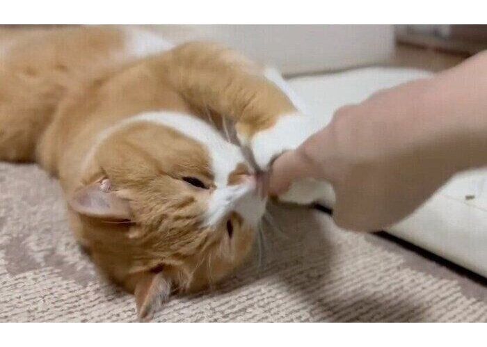 飼い主さんの指を引き寄せるさんてくん