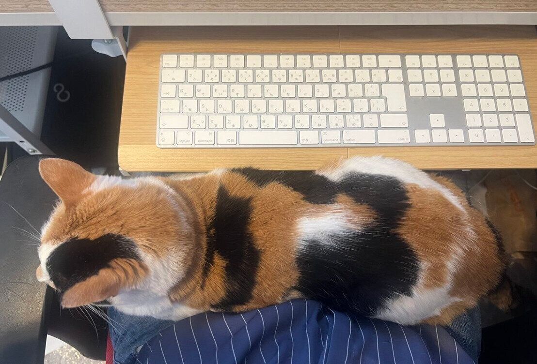 オキさんの膝の上に来るしらすちゃん