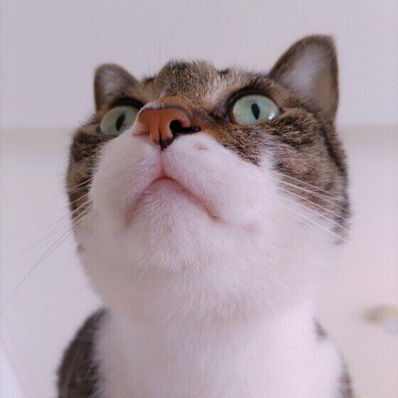 見上げる猫