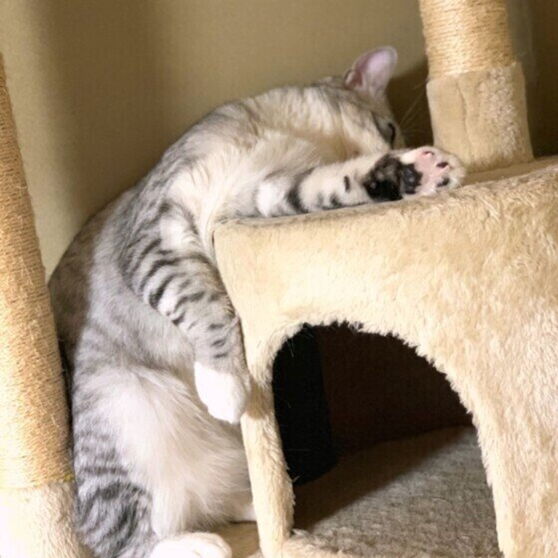 無防備すぎる猫 多数出没 猫が夏になると おだらけポーズ になる理由 ねこのきもちweb Magazine 無防備すぎる猫 多数出没 猫が夏になると おだらけポーズ になる理由 ねこのきもちweb Magazine