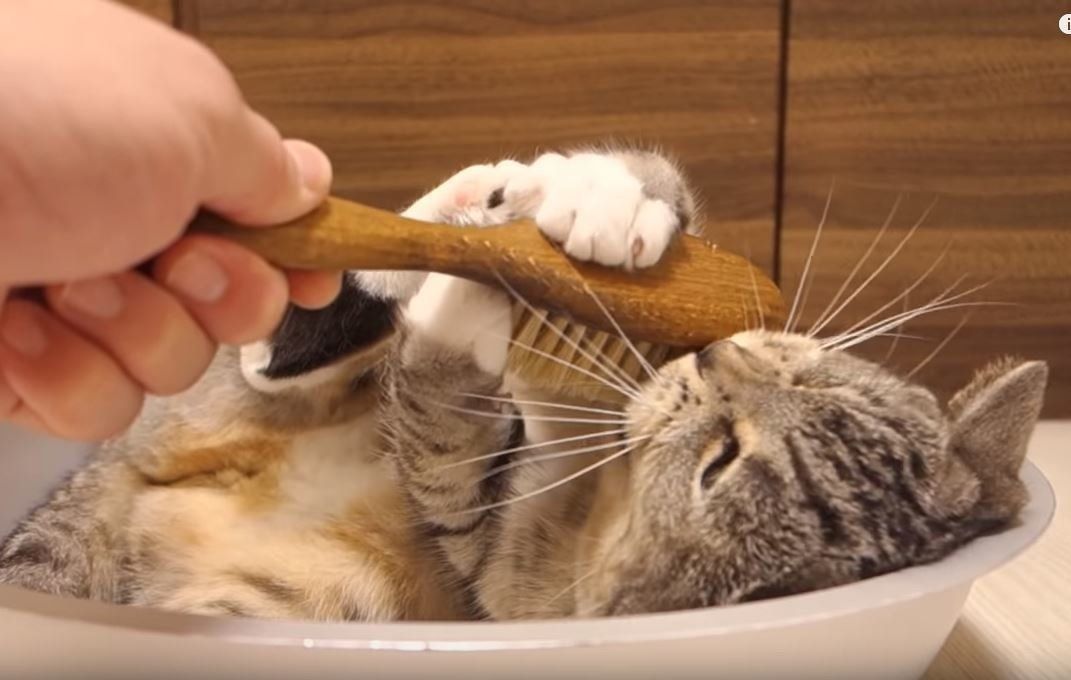 ブラシにジャレる猫