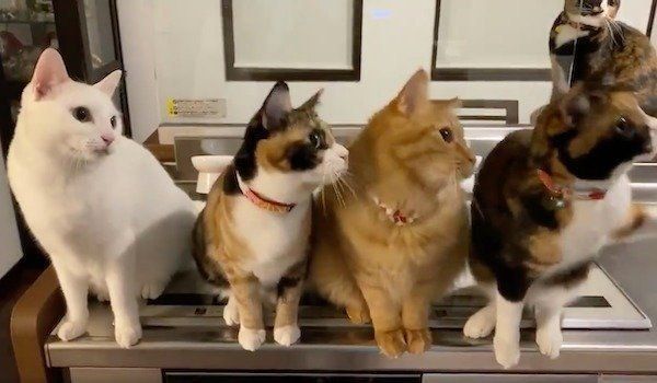 まったく同じ動きをする猫たち