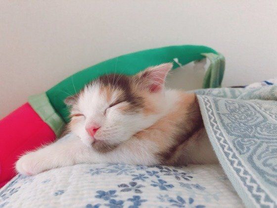 布団かけてねいてる子猫