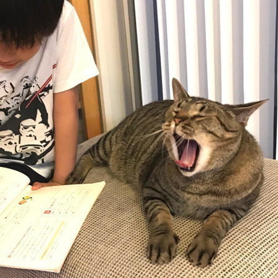 子どもと仲良しになれる猫は どんな性格 もっと知りたい猫の生態 ねこのきもちweb Magazine 子どもと仲良しになれる猫は どんな性格 もっと知りたい猫の生態 ねこのきもちweb Magazine