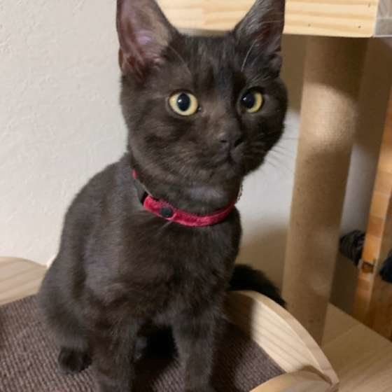 見つめるアメリカンショートヘア