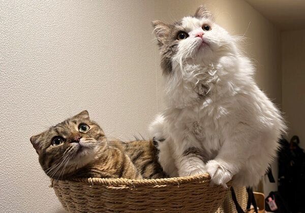 キャットタワーでくつろぐまつたけちゃん、おすしくん