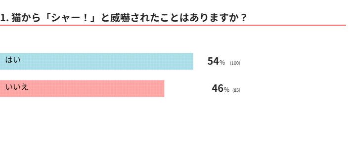 愛猫は威嚇する？