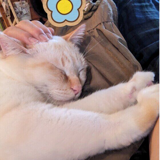 シャム　シンバくん