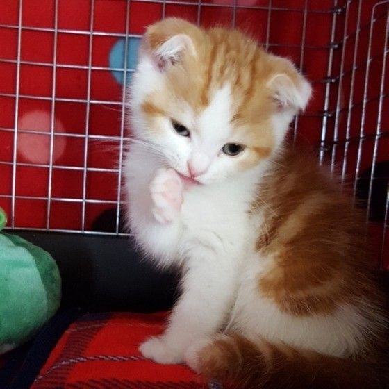 見つめるスコティッシュフォールド