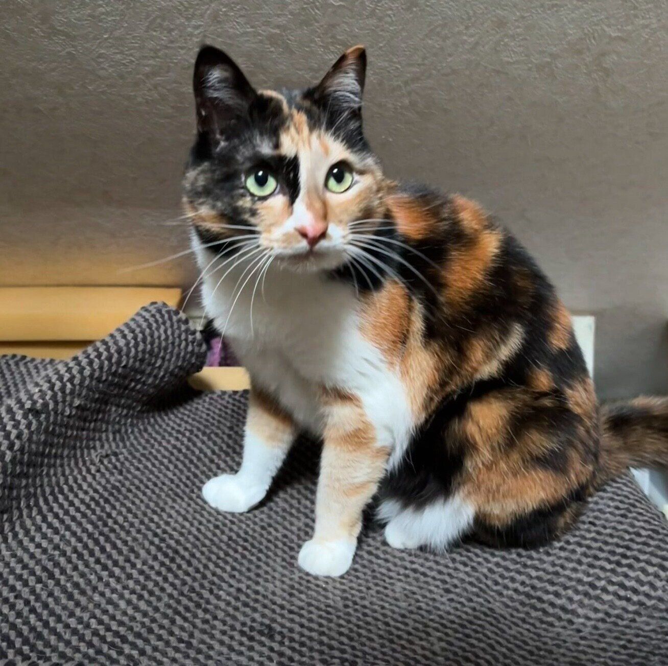 推定4才になった栗ちゃん