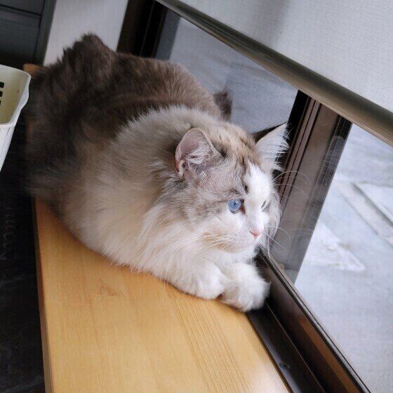 ラグドールのミーちゃん