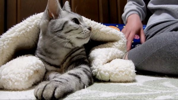 かまってほしい猫