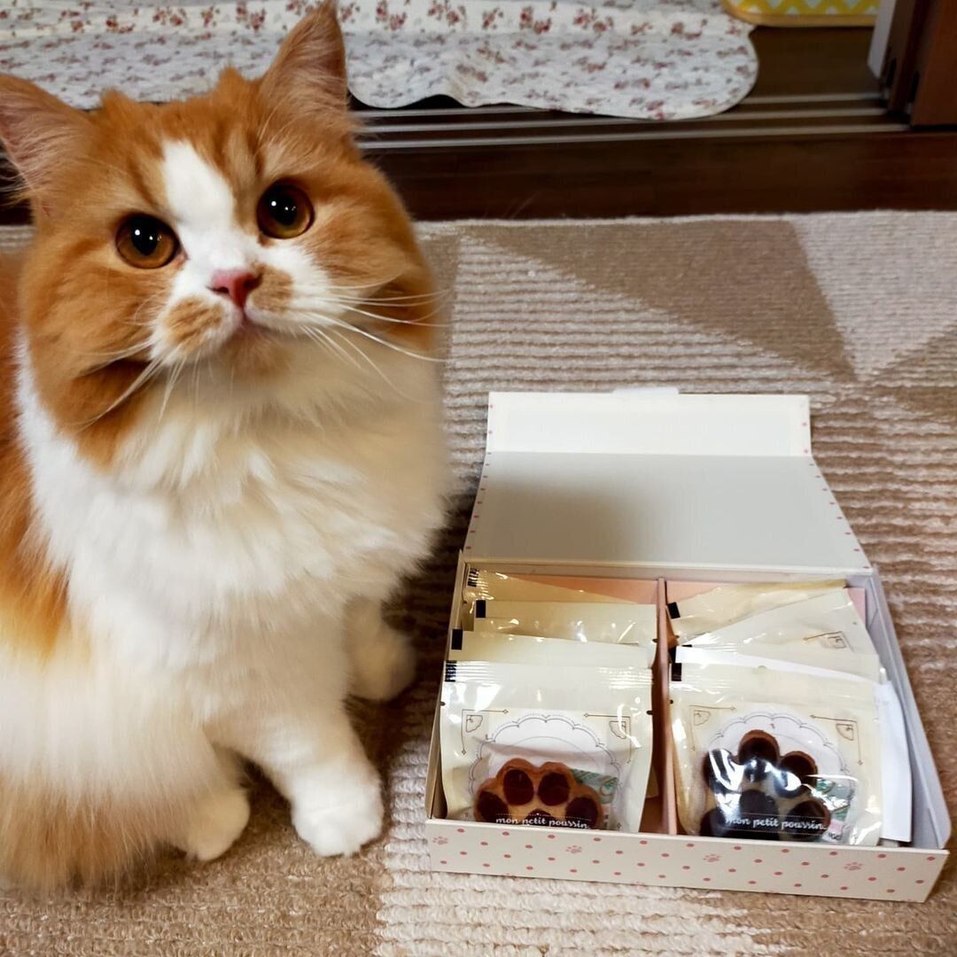 こむぎちゃんとお菓子