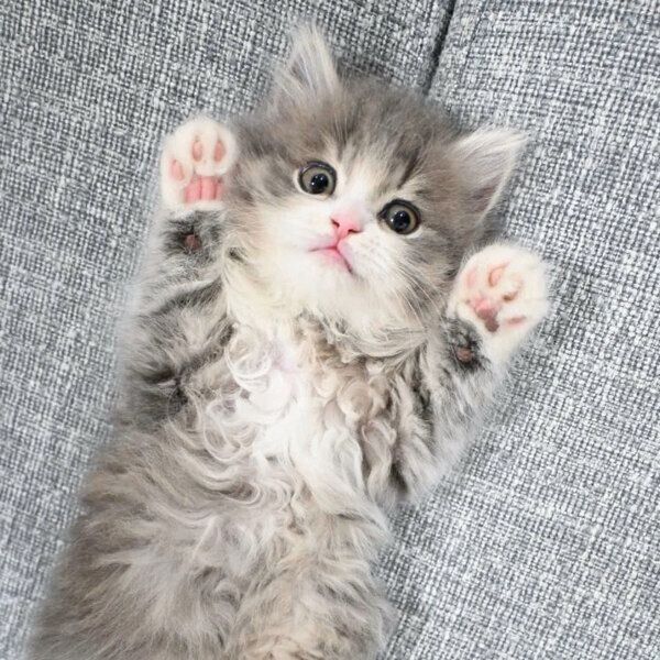 こもも子猫 お迎えして1週間で「バンザイポーズ」をしていた子猫 [モフモフ