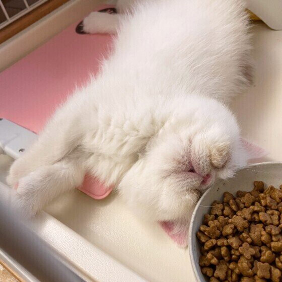 ぬいぐるみ猫:愛らしいフェリシモ猫の選び方と楽しみ方 13 5da46d33 3ff0 4b7a be5e 70acbf9d7d0f