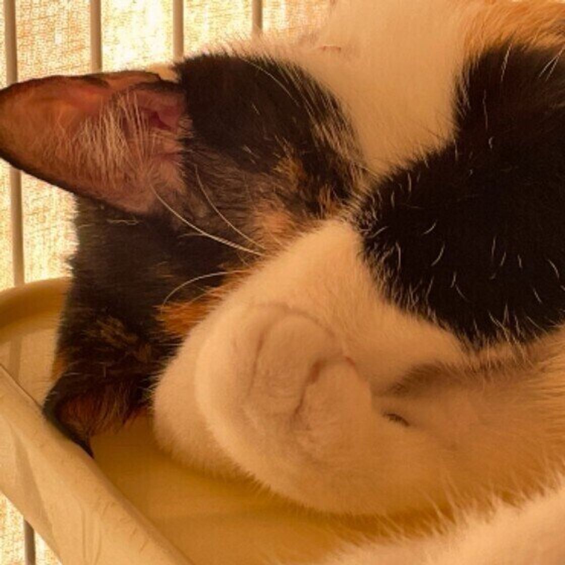 かわいいけれど理由がある 猫が顔を隠すしぐさをする心理 ねこのきもちweb Magazine かわいいけれど理由がある 猫が顔を隠すしぐさをする心理 ねこのきもちweb Magazine