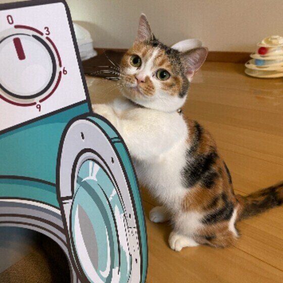 爪とぎをするマンチカン