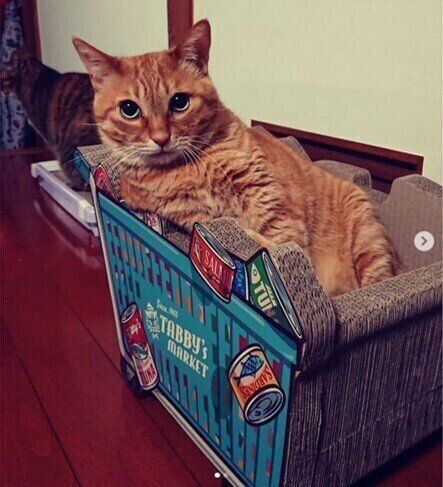 カート型の爪とぎでくつろぐとっちーちゃん