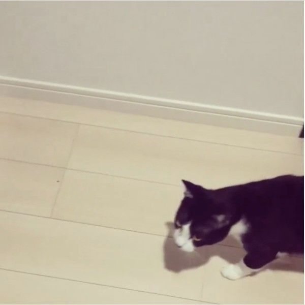 先陣を切るニャンコ