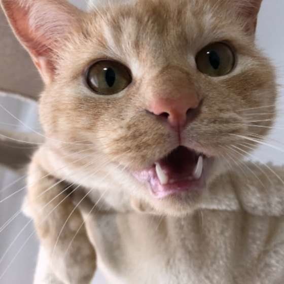 茶トラのジンくん