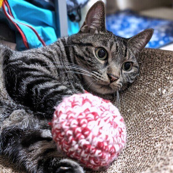 おもちゃで遊ぶ猫