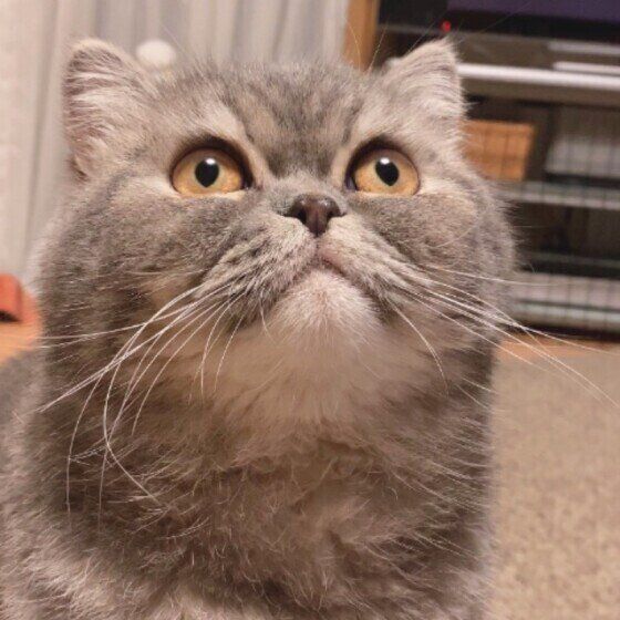 見上げるエキゾチックショートヘア