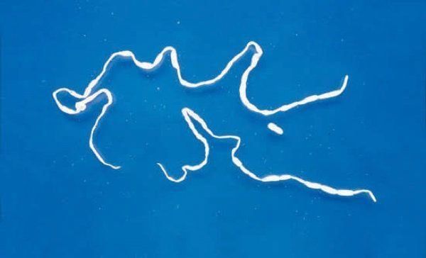 猫から間接的にうつりやすい病気