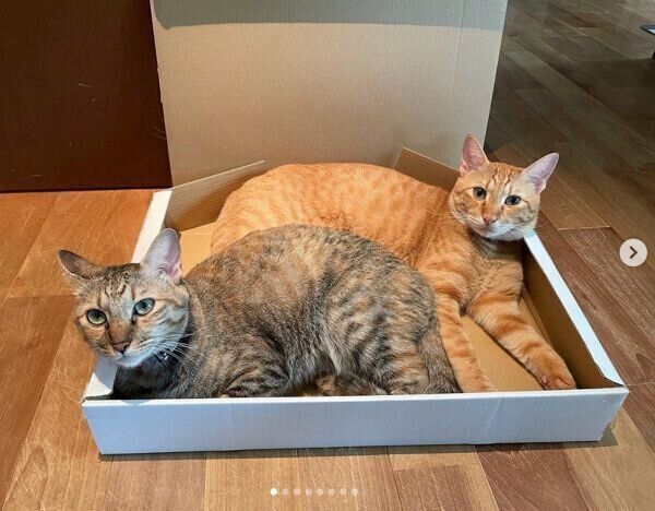 箱に入るノイくん、ノアちゃん