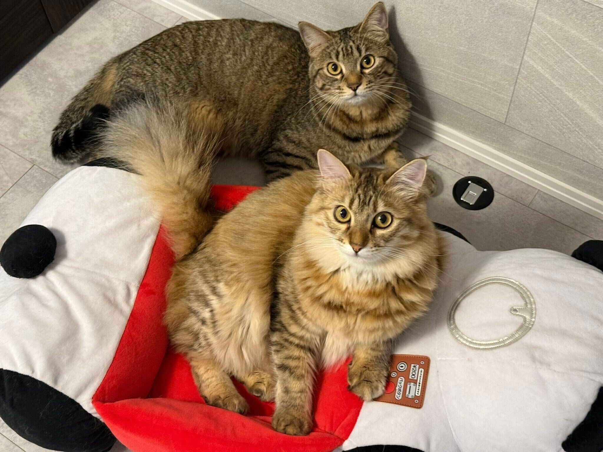 ルルくんとララちゃん