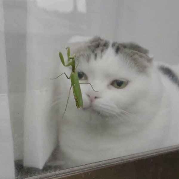 カマキリを見つめるスコティッシュフォールド・ライくん