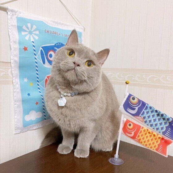 ブリティッシュショートヘアのLaLaくん