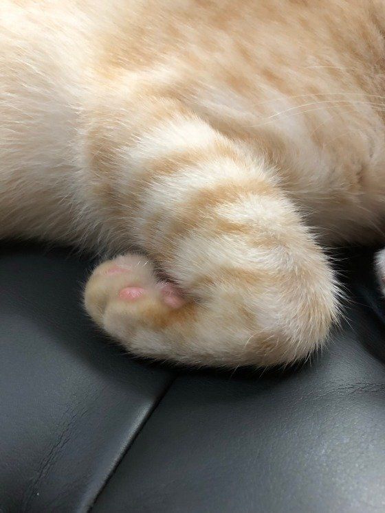 茶トラ・マロンくん・ポー