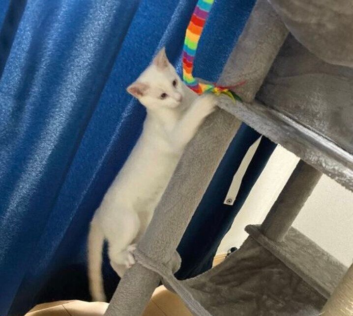 キャットタワーで遊ぶ子猫時代のトラオくん