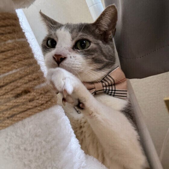 MIXサバトラのヨスケくん