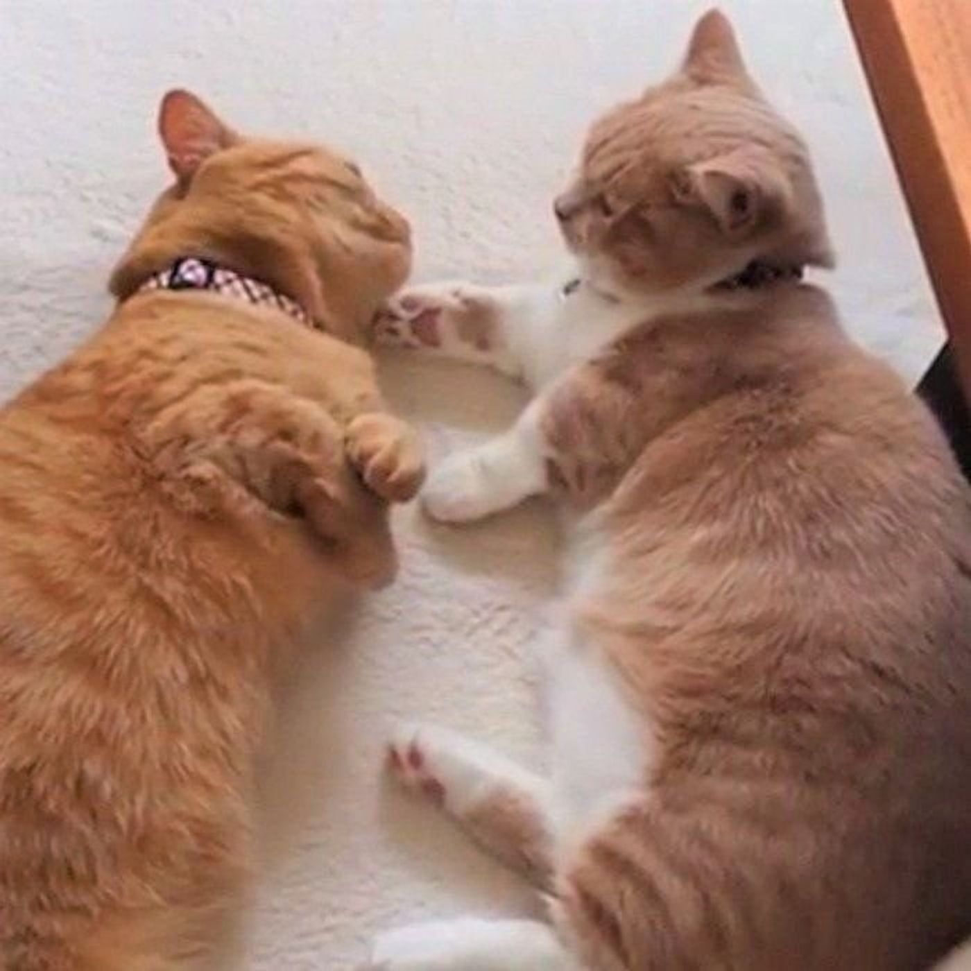 仲良しすぎて癒される 猫の姉妹愛を感じる行動に欠かせないアレ ねこのきもちweb Magazine 仲良しすぎて癒される 猫の姉妹愛を感じる行動に欠かせないアレ ねこのきもちweb Magazine