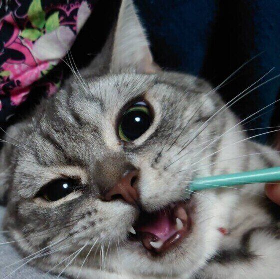 歯磨きをするうめちゃん